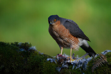 Sparrowhawk (Accipiter nisus), perched sitting on a plucking post with prey. Scotland, UK