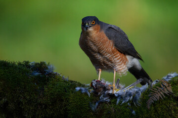 Sparrowhawk (Accipiter nisus), perched sitting on a plucking post with prey. Scotland, UK