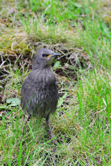 Junge Stare warten auf die Fütterung	