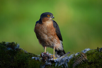 Sparrowhawk (Accipiter nisus), perched sitting on a plucking post with prey. Scotland, UK