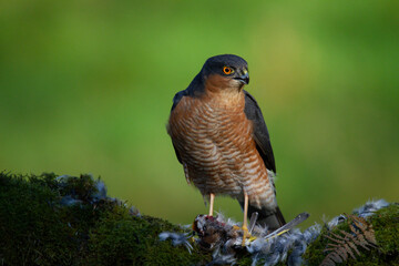 Sparrowhawk (Accipiter nisus), perched sitting on a plucking post with prey. Scotland, UK