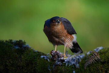 Sparrowhawk (Accipiter nisus), perched sitting on a plucking post with prey. Scotland, UK
