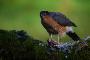 Sparrowhawk (Accipiter nisus), perched sitting on a plucking post with prey. Scotland, UK