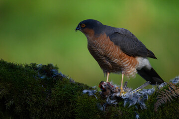 Sparrowhawk (Accipiter nisus), perched sitting on a plucking post with prey. Scotland, UK