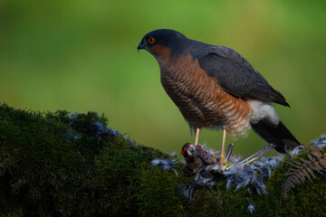 Sparrowhawk (Accipiter nisus), perched sitting on a plucking post with prey. Scotland, UK