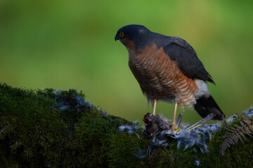 Sparrowhawk (Accipiter nisus), perched sitting on a plucking post with prey. Scotland, UK