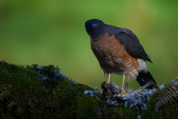 Sparrowhawk (Accipiter nisus), perched sitting on a plucking post with prey. Scotland, UK