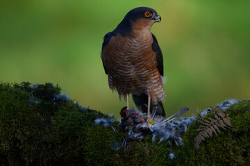 Sparrowhawk (Accipiter nisus), perched sitting on a plucking post with prey. Scotland, UK