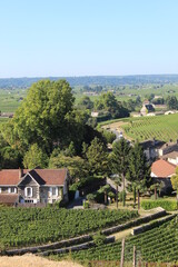 Naklejka premium Vignes Saint-Emilion