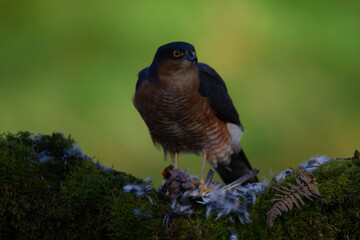 Sparrowhawk (Accipiter nisus), perched sitting on a plucking post with prey. Scotland, UK