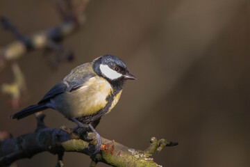 Obraz premium Sparrowhawk (Accipiter nisus), perched sitting on a plucking post with prey. Scotland, UK