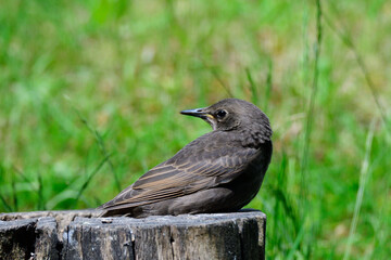 Junge Stare warten auf die Fütterung	