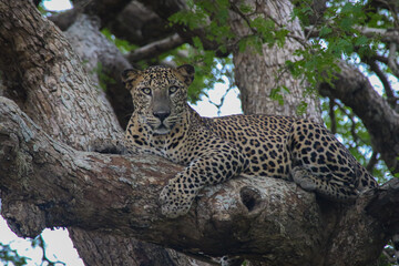 leopard resting on the tree