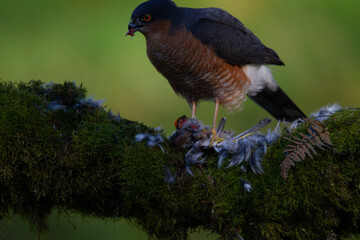 Sparrowhawk (Accipiter nisus), perched sitting on a plucking post with prey. Scotland, UK