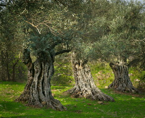 Three old olive trees in a grove, Golan Heights Israel