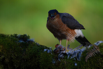 Sparrowhawk (Accipiter nisus), perched sitting on a plucking post with prey. Scotland, UK