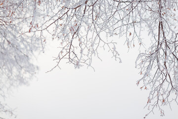 frozen twigs in a winter landscape with copy space
