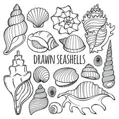 A set of hand drawn seashells.