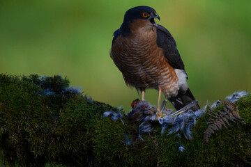 Sparrowhawk (Accipiter nisus), perched sitting on a plucking post with prey. Scotland, UK