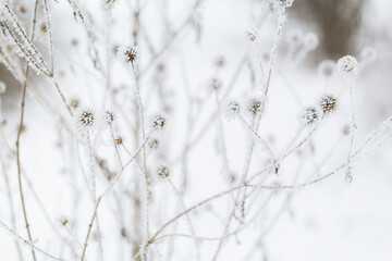 frozen twigs in a winter landscape