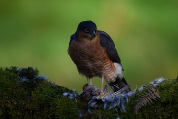 Sparrowhawk (Accipiter nisus), perched sitting on a plucking post with prey. Scotland, UK