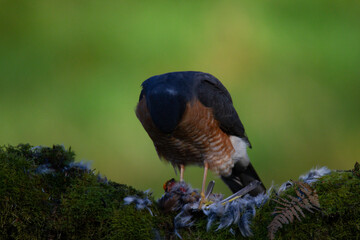 Sparrowhawk (Accipiter nisus), perched sitting on a plucking post with prey. Scotland, UK
