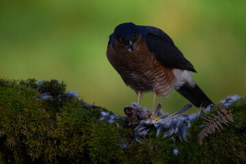 Sparrowhawk (Accipiter nisus), perched sitting on a plucking post with prey. Scotland, UK