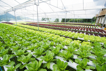 Hydroponic vegetables growing in greenhouse, vegetables non toxic