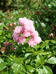 Fototapeta premium Rosier floribunda