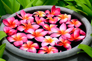 Plumeria flower floating on water in the garden.