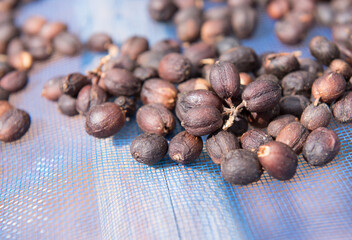 Drying coffee beans in the sun