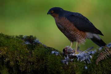 Sparrowhawk (Accipiter nisus), perched sitting on a plucking post with prey. Scotland, UK