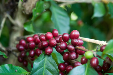 Coffee beans on tree in farm