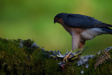 Sparrowhawk (Accipiter nisus), perched sitting on a plucking post with prey. Scotland, UK