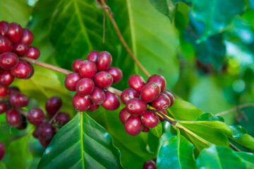 Coffee beans on tree in farm