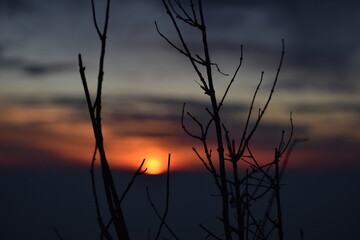 Beautiful picture of plant and sunset in nainital uttarakhand