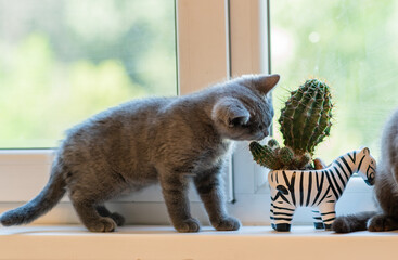 curious kitten and cactus on the windowsill