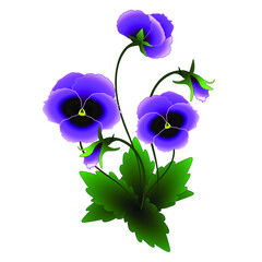 Purple pansies on a white background.
