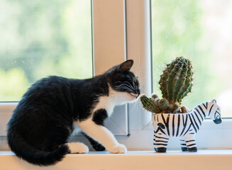 curious kitten and cactus on the windowsill