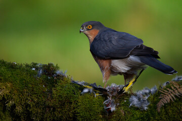 Sparrowhawk (Accipiter nisus), perched sitting on a plucking post with prey. Scotland, UK