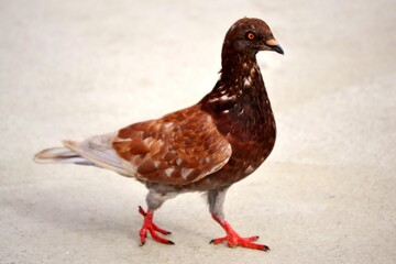 Brown Pigeon