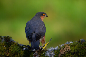Sparrowhawk (Accipiter nisus), perched sitting on a plucking post with prey. Scotland, UK