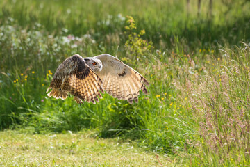 The owl flutters its wings and flies low above the ground. In the background is a flowering meadow.
