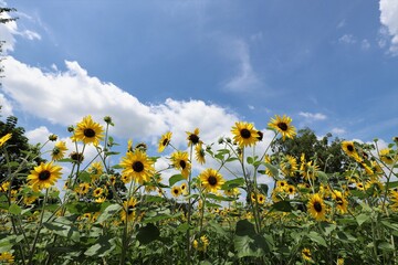 馬見丘陵公園　ひまわり畑