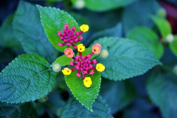 Tiny Flower