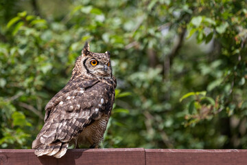 Great eagle owl sitting on a beam. In the background are trees. The photo has a nice bokeh.