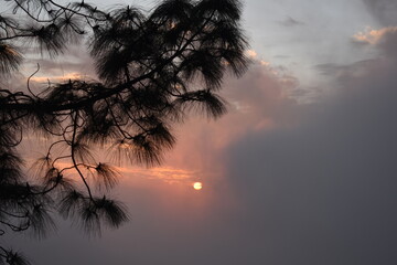 Beautiful picture of sunset and tree branch