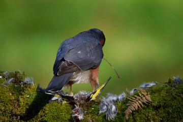 Sparrowhawk (Accipiter nisus), perched sitting on a plucking post with prey. Scotland, UK
