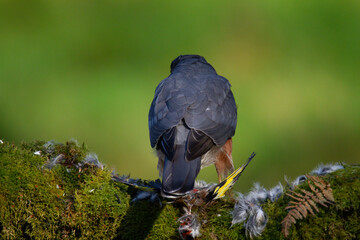 Sparrowhawk (Accipiter nisus), perched sitting on a plucking post with prey. Scotland, UK