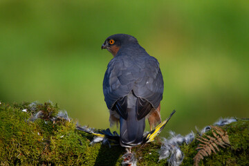 Sparrowhawk (Accipiter nisus), perched sitting on a plucking post with prey. Scotland, UK